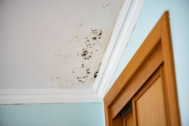 Why You Should Choose Our Mold Remediation Services in Abingdon, IL